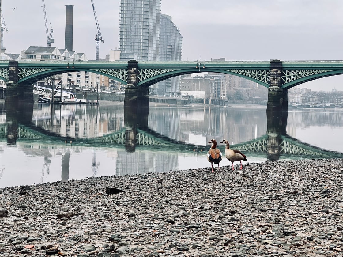 Kitsinelis Panagiotis - Ducks - Nature