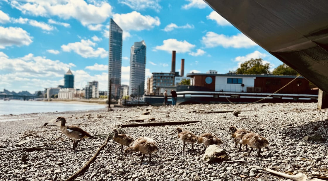 geese-foreshore-adam-layer